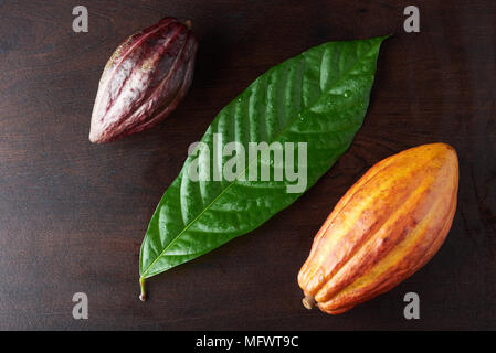 Mature della pianta di cacao. Cacao freschi ingredienti vegetali Foto Stock