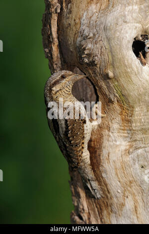 Eurasian spasmodico / Wendehals ( Jynx torquilla ) arroccato nella parte anteriore del suo foro di nidificazione in un marcio tronco di albero, fauna selvatica, l'Europa. Foto Stock
