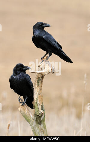 Comuni / Raven Kolkraben ( Corvus corax ), due insieme, appollaiato sul resto di un albero marcio al di sopra di canne in zona umida, teste di tornitura, fauna selvatica, l'Europa. Foto Stock