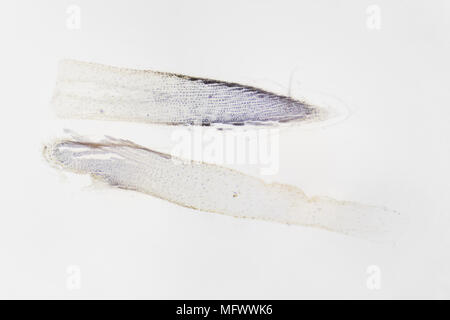 Fotografia microscopica. Radice di Allium cepa, sezione trasversale. Foto Stock