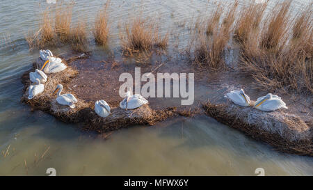 Dalmazia pellicani (Pelecanus crispus) nel Delta del Danubio in Romania. Vista aerea con drone. Foto Stock