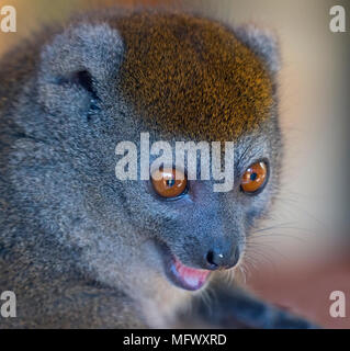 Western minore lemure bambù Hapalemur occidentalis noto anche come il nord del bamboo lemur ,western lemure dolce,Sambirano minore lemure di bambù Foto Stock