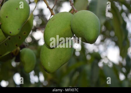 Albero di mango Foto Stock