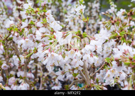 Prunus incisa 'Kojou-no-mai" Foto Stock