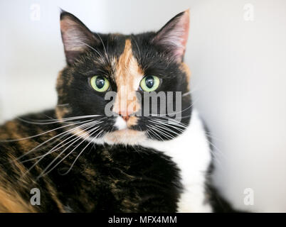 Un domestico Calico shorthair gatto con gli occhi verdi Foto Stock