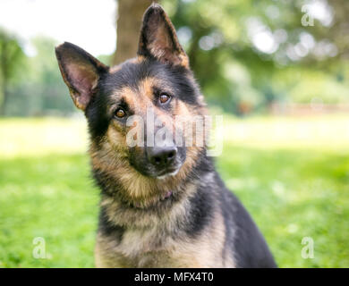 Un cordiale pastore tedesco cane ascolto con una inclinazione testata Foto Stock