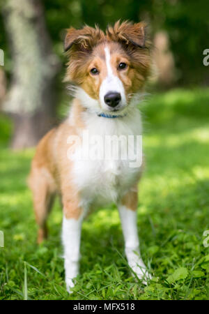 Una razza Shetland Sheepdog 'Sheltie' cucciolo all'aperto Foto Stock