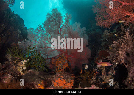 Dimensione inimmaginabile di giardini di corallo, la diversità di forme e colori favolosi. La foto è stata scattata nel mare Ceram, Raja Ampat, Papua occidentale, in Indonesia Foto Stock