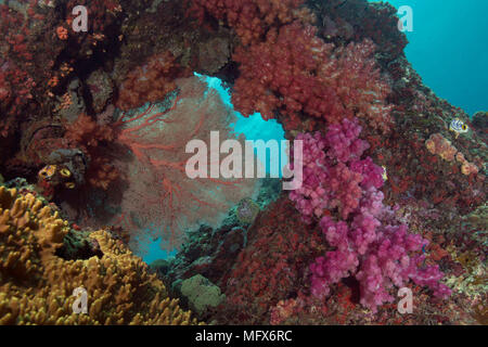Dimensione inimmaginabile di giardini di corallo, la diversità di forme e colori favolosi. La foto è stata scattata nel mare Ceram, Raja Ampat, Papua occidentale, in Indonesia Foto Stock
