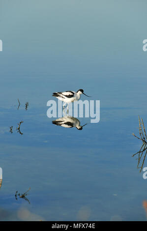 Pied Avocet (Recurvirostra avosetta). Fiume Sado. Portogallo Foto Stock