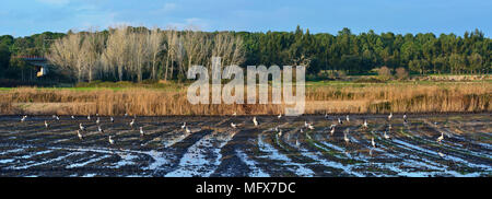 Cicogne in un campo di riso, estuario del Sado Riserva Naturale. Portogallo Foto Stock