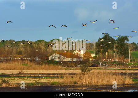 Cicogne in un campo di riso, estuario del Sado Riserva Naturale. Portogallo Foto Stock