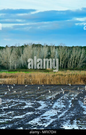 Cicogne in un campo di riso, estuario del Sado Riserva Naturale. Portogallo Foto Stock