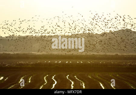 Un grande gregge di ibis lucido (Plegadis falcinellus) volare su un campo di riso all'estuario del Sado Riserva Naturale. Portogallo Foto Stock