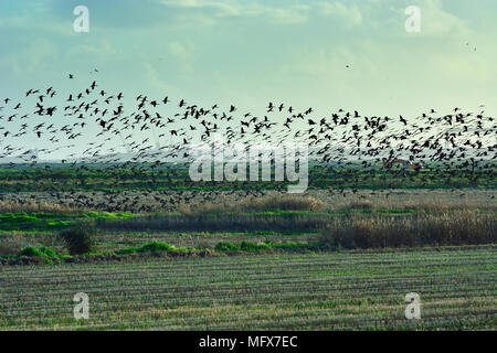 Un grande gregge di ibis lucido (Plegadis falcinellus) volare su un campo di riso all'estuario del Sado Riserva Naturale. Portogallo Foto Stock