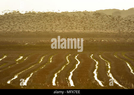 Un grande gregge di ibis lucido (Plegadis falcinellus) volare su un campo di riso all'estuario del Sado Riserva Naturale. Portogallo Foto Stock
