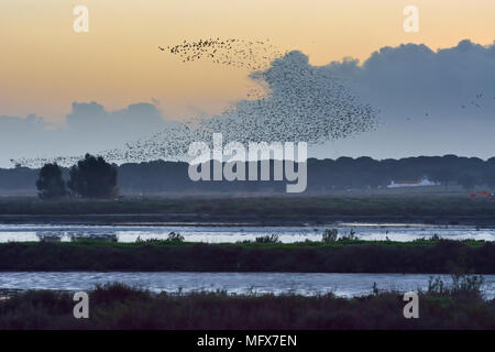 Un grande gregge di ibis lucido (Plegadis falcinellus) volare sopra le saline presso l'estuario del Sado Riserva Naturale. Portogallo Foto Stock