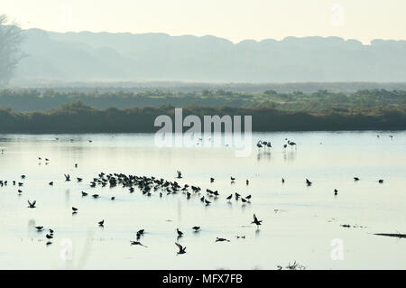 Nero-tailed godwits (Limosa limosa) e fenicotteri nelle saline dell'estuario del Sado Riserva Naturale. Portogallo Foto Stock