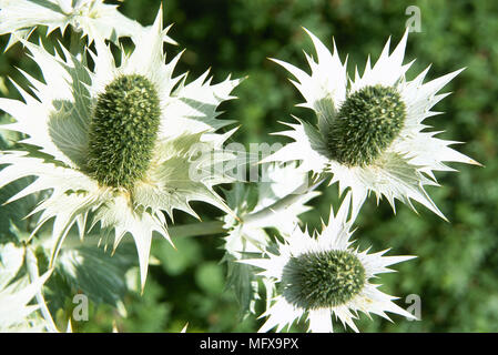 Eryngium Sea Holly fiori dettaglio verde lime Foto Stock