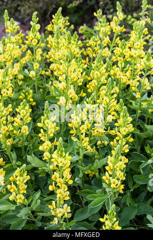 Thermopsis villosa o caroliniana, lupino Carolina Foto Stock