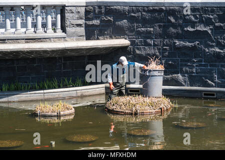 Giardiniere lavora su isola di piante nel laghetto ornamentale, NYC, STATI UNITI D'AMERICA Foto Stock