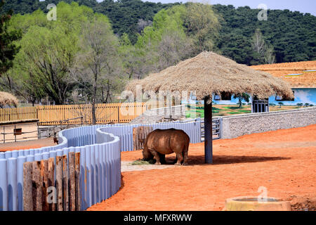 Shenyan, Shenyan, Cina. 26 apr, 2018. Shenyang, Cina-26th Aprile 2018: rinoceronti bianchi a Shenyang Zoo Foresta di Shenyang, a nord-est della Cina di Provincia di Liaoning, Aprile 26th, 2018. Il nord del rinoceronte bianco (Ceratotherium simum cottoni) è il più rare e minacciate di estinzione di sottospecie e probabilmente estinto nel selvaggio. Credito: SIPA Asia/ZUMA filo/Alamy Live News Foto Stock