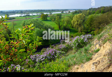 27 aprile 2018, Germania, Lebus: cespugli di Lilla fioritura nelle ripide colline di Oderbruch nel 'Schoenen Aussicht' ('Bella Vista") a nord di Lebus lungo il fiume Oder, il confine fra Germania e Polonia. Foto: Patrick Pleul/dpa-Zentralbild/dpa Foto Stock