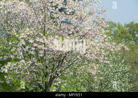 Prunus 'Ichiyo '. Ciliegia giapponese albero 'Ichiyo ' blossom. Regno Unito Foto Stock