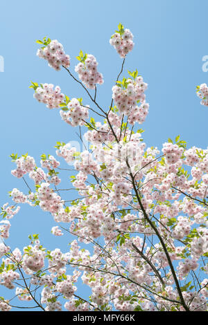 Prunus 'Ichiyo '. Ciliegia giapponese albero 'Ichiyo ' blossom. Regno Unito Foto Stock