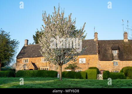 Ciliegio fiore e i cottage inglese in primavera. Grande Tew, Oxfordshire, Cotswolds, Inghilterra Foto Stock