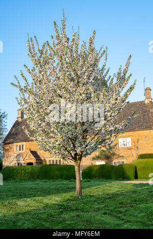 Ciliegio fiore e i cottage inglese in primavera. Grande Tew, Oxfordshire, Cotswolds, Inghilterra Foto Stock