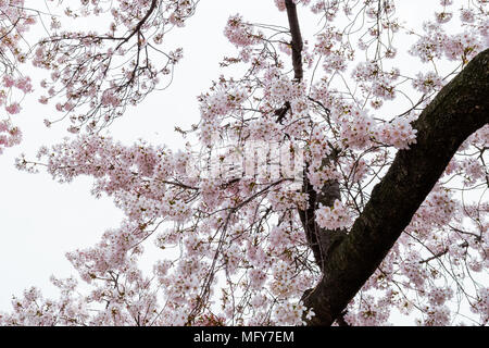 Fiori di Ciliegio che esplode di bloom intorno a Washington DC. Foto Stock