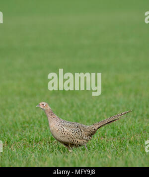 Fagiano femmina (Phasianus colchicus) nel campo Foto Stock