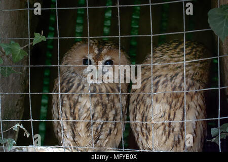 Gli animali in cattività. Coppia di gufi (assiolo) in privato piccolo zoo, la libertà degli uccelli, uccelli in gabbia - Protezione degli animali; la tutela della fauna selvatica Foto Stock