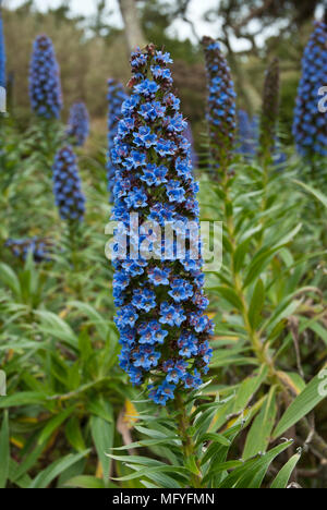 Close up di blu chiaro echium candicans fiore in primo piano con altri echium fiori e piante in background. Foto Stock