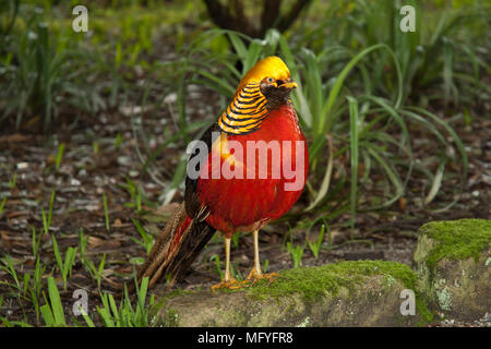 Maschio di Golden Pheasant /Fagiano cinese in piedi su una pietra con il colore rosso brillante cresta, nero rigato/ collare d'oro, rosso brillante piumaggio e lunga coda. Foto Stock