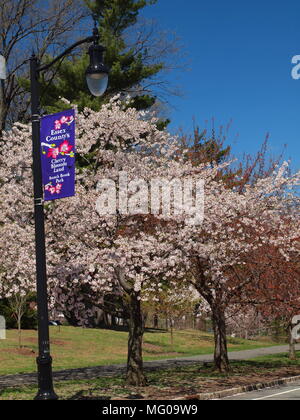 Ciliegio in fiore a Newark's Branch Brook Park. Foto Stock