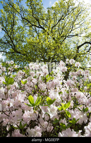 Fiori in primavera tempo presso l'Isabella Plantation Richmond Park East Sussex Regno Unito Foto Stock