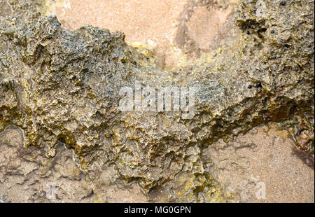 Macro shot di alghe coperto scogli lungo la costa delle Hawaii. Foto Stock