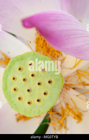 Lotus (Nelumbo nucifera) sementi di testa, Taitung County, Taiwan Foto Stock