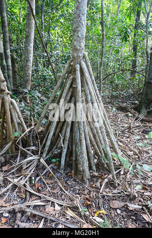 Radici aeree di una mangrovia albero nella foresta pluviale di Cape Tribulation, Parco Nazionale Daintree, estremo Nord Queensland, FNQ, QLD, Australia Foto Stock