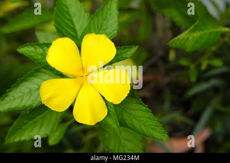 Turnera giallo fiore. Foto Stock