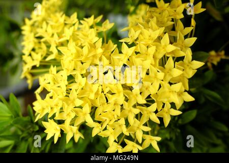 Ixora giallo fiore. Foto Stock