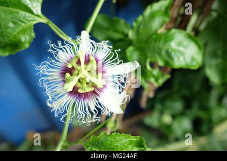 Fiore della passione. Foto Stock