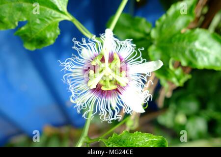 Fiore della passione. Foto Stock