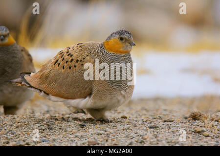 Sandgrouse tibetano, Syrrhaptes tibetanus, Hanle, Jammu Kashmir Foto Stock