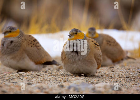 Sandgrouse tibetano, Syrrhaptes tibetanus, Hanle, Jammu Kashmir Foto Stock