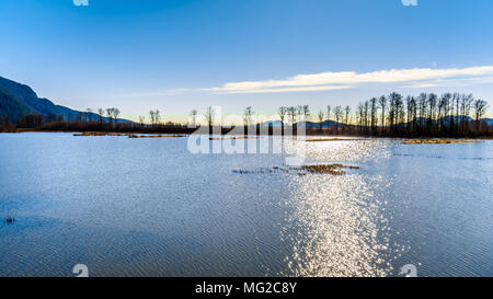 Pitt-Addington Marsh Riserva Naturale vicino al lago di PItt in Fraser Valley della British Columbia, Canada Foto Stock