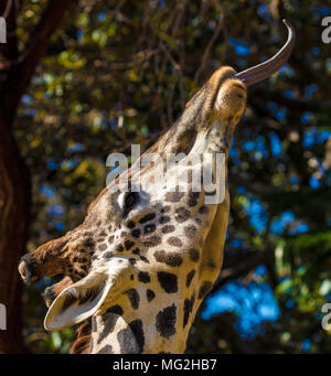 Giraffe lungo la linguetta Foto Stock