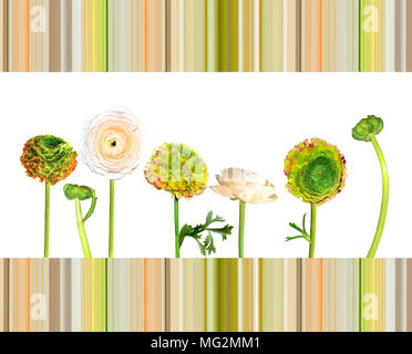 Serie di bellissimi fiori ranunculus crema pallido e verde con bordi rossi di petali isolato su bianco situato sulla spogliato dello sfondo. Design floreale di Foto Stock